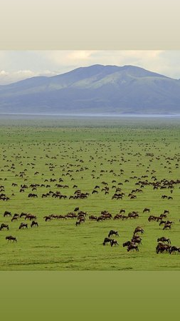 Exploring Serengeti, Ngorongoro, and Lake Manyara
