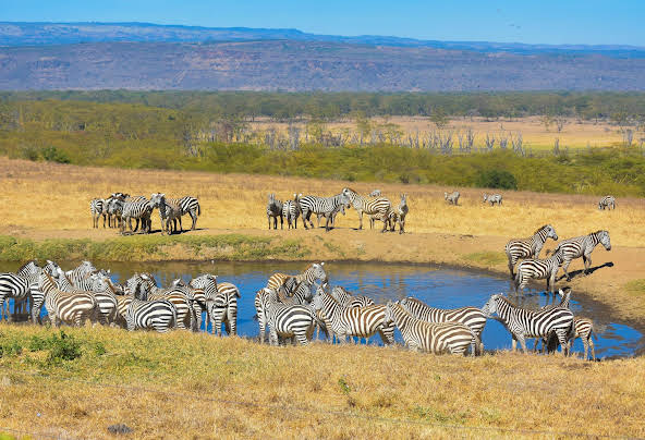 6 Days Amboseli - Nakuru - Mara tour